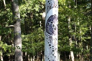 Poésie dans la forêt...