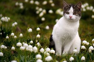 Le muguet, une plante aussi jolie que dangereuse pour vos animaux