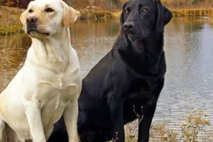 Incroyable : un Labrador fait tout pour sauver un chien emporté par un torrent !