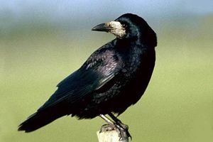 C comme Corbeau