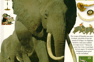 Ivoire : les éléphants sans défense