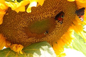 Mon potager et mes poules