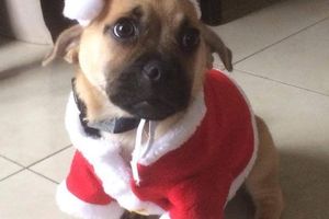 Magie de Noël à la SPA