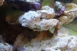 De nouveaux habitants pour l'aquarium ;)