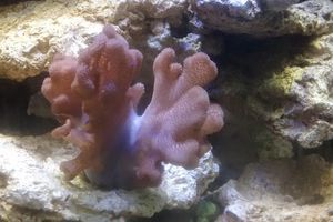 Aquarium: un nouveau corail mou