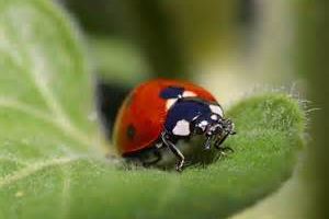 Coccinelle demoiselle... + DIY hôtel pour coccinelles