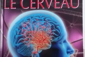 Le cerveau _ La grande imagerie de Fleurus
