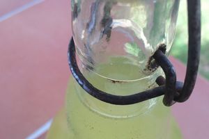 Vin de sureau