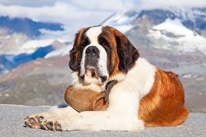Le syndrome du Saint Bernard