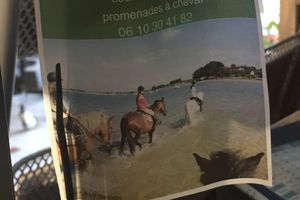 Sortie poneys sur Locmariaquer