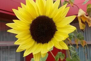 La rentrée du jardin-potager