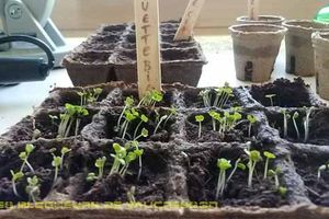 Retour au jardin-potager bio de l'école.