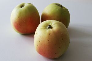 Première récolte et premier gâteau de l'année scolaire 2017/2018