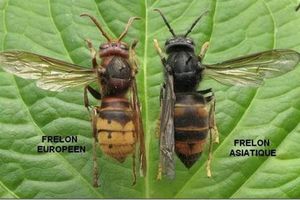 Les frelons asiatiques : un remède !