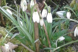 De perce neige en goutte de lait