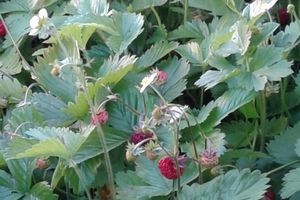 EN MAY AU JARDIN