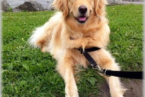 Les produits FIDÈLE: des produits fantastiques pour votre chien!