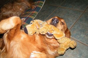 L'impulsivité canine: un défi au quotidien