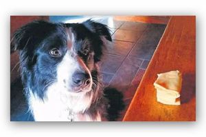 Apprenez à votre chien à ignorer ce qui ne lui est pas destiné