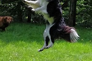 Le sport canin en été : des règles simples pour savoir s’il fait trop chaud pour votre chien
