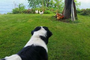 Pour contrer la prédation