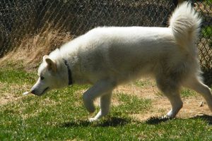L'hypervigilance chez le chien