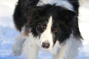 La prédation chez le chien