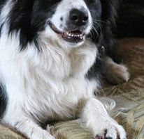 Dire non à son chien, c'est possible mais pas n'importe comment! NRM (non reward marking)