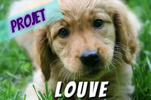 PROJET LOUVE: chronique no. 3: familiarisation à la voiture