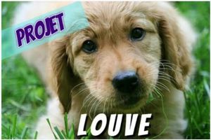 PROJET LOUVE: Chronique no 9: apprentissage de la promenade en liberté