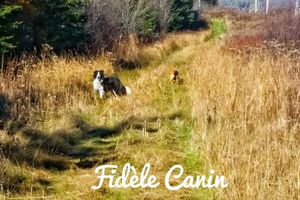 Petit guide pour la promenade libre dans les bois