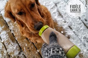 La pâte d'entraînement: le meilleur truc pour entraîner un chien l'hiver.