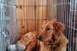 La cage....la maison de votre chien!