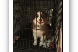 Survivre aux premières nuits avec votre nouveau chiot? Oui, c’est possible!