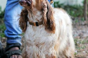 Pourquoi tenter de socialiser un chien réactif aux autres chiens n'est pas la solution