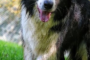 Bâtir ou rebâtir une relation de confiance avec un chien