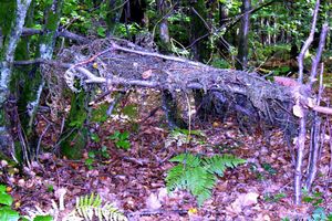 Dans la forêt de Brocéliande