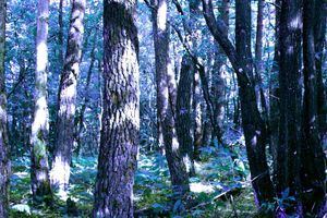 Brocéliande