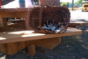 Qui les a vue ? Recherche ! Ils avaient bien aimés l'atelier et ses environs.