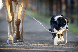 Le cavalier, son cheval et son chien