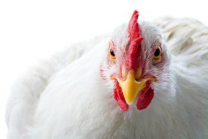 Avi-Team179: Équipage aviculture?