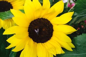 #flowerpower2015