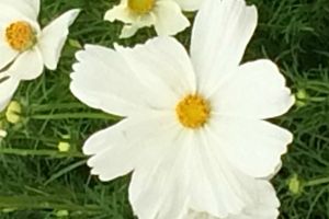 #flowerpower2015 semaine numéro... j'sais plus !
