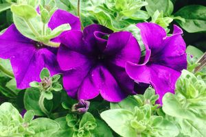 Flowerpower2015