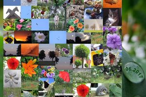 Juni im Bild