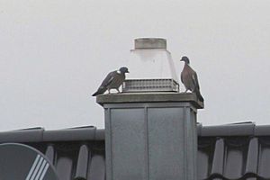 Turteltauben