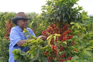 Café Bourbon Pointu