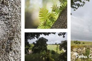 L'arbre de l'année, le Banian de La Réunion