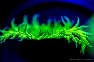 Coraux et fluorescence