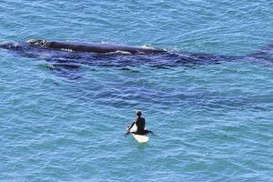 Des baleines et les hommes
